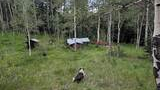 Border collie dog standing in grassy clearing among tall aspen trees facing a small cabin and a red pickup truck