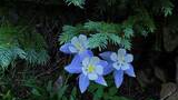 Three delicate blue and white columbine flowers blooming under the boughs of a spruce tree with green foliage around them