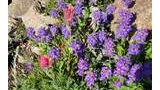 Cluster of purple wildflowers with a few pink flowers among rocky ground and green foliage