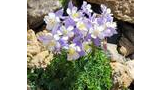 Cluster of pale purple and white wildflowers growing among rocky terrain with green leaves beneath them