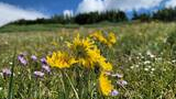 yellow and purple wildflowers blooming in a mountain meadow under a partly cloudy blue sky