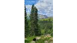 Mountain landscape with dense spruce and fir trees, rocky ground with scattered boulders, and a black and white dog exploring among the greenery under a partly cloudy sky