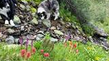 Two border collies near a small rocky mountain stream surrounded by green grass and colorful wildflowers