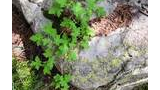 Green leafy plant growing beside moss-covered gray rock with pine needles scattered on and around it