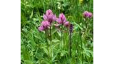 Cluster of tall pink wildflowers among dense green grass and leafy plants