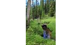 Border collie drinking from a small creek surrounded by lush green vegetation with tall spruce and fir trees under a blue sky with scattered clouds