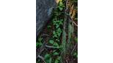 Forest floor with green plants growing among moss-covered fallen logs and rocks, partially illuminated by dappled sunlight