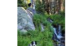 Two border collies among wildflowers and greenery near a small waterfall in a forested area