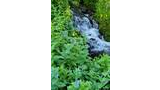 Small rushing mountain stream surrounded by lush green foliage and clusters of small blue wildflowers with dew drops