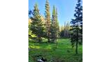 Sunlit forest clearing with tall evergreen trees and two black-and-white dogs, one rolling on the ground and the other partially visible on the left