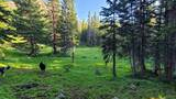 Two dogs walking through a sunlit clearing surrounded by dense fir and spruce trees in a forested mountain area
