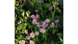 Cluster of purple wildflowers with yellow centers growing among green foliage and rocks