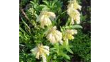 Cluster of pale yellow tubular flowers with leafy green stems in sunlight