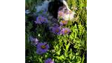black and white border collie partially hidden among purple wildflowers with yellow centers and green foliage in bright sunlight