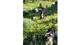 Two border collies standing in a sunlit alpine meadow with wildflowers, rocks, and small evergreen trees under a clear blue sky