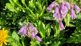 Purple bell-shaped wildflowers and small yellow wildflowers among green foliage in a sunlit meadow