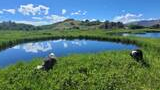 Two dogs walking near a calm pond surrounded by green grass and hills under a bright blue sky with scattered clouds