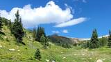 lush green alpine meadow with scattered rocks and several tall evergreen trees under a blue sky with white clouds