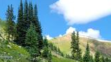lush green hillside with dense clusters of tall evergreen trees under a bright blue sky with white clouds and a distant rocky mountain peak