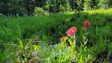 Brightly lit wildflowers with red blooms surrounded by lush green vegetation and tall evergreen trees in a forest clearing