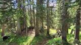 Sunlight filtering through tall spruce and fir trees in a lush forest with green ground vegetation and a black and white dog standing on the forest floor