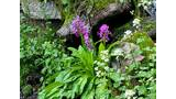 Purple and white wildflowers growing among green leaves and moss-covered rocks in a natural alpine setting