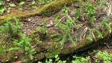 Small green conifer seedlings growing on a moss-covered fallen log in a forest with pine needles and other ground plants around