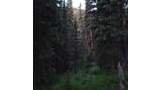 Dense forest with tall evergreen trees and a lush green understory under a partly cloudy sky