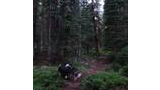 Two dogs standing closely together on a narrow forest trail surrounded by dense evergreen trees and green undergrowth
