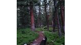 Two black and white border collies walking ahead on a narrow dirt trail through a dense forest of tall pine trees with green undergrowth
