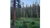 Clearing in a dense forest with tall evergreen trees surrounding a small fire pit with logs arranged for seating under a clear sky