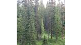 Dense green forest of tall spruce and fir trees with a grassy clearing and scattered rocks in the foreground