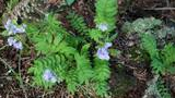 Small plants with light purple flowers and green fern-like leaves growing on a forest floor with pine needles and moss-covered wood
