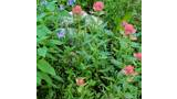 Cluster of pink and blue wildflowers growing among green leaves and grass with some rocks visible on the ground