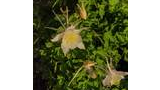 Delicate pale yellow columbine flowers with slender petals and yellow stamens surrounded by green leafy foliage