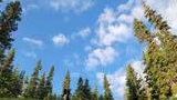 Two border collies peeking over a grassy ledge with tall evergreen trees and a partly cloudy blue sky in the background