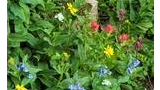 Cluster of wildflowers with yellow, white, pink, and blue bell-shaped blooms surrounded by green leaves
