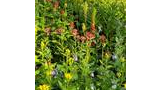 A vibrant wildflower meadow featuring clusters of yellow, red, and delicate purple bell-shaped flowers among green foliage