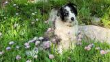 Border collie with merle coat and bright blue eyes sitting among blooming purple wildflowers and green foliage near light gray rocks