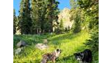 Two dogs standing on a lush green meadow covered in wildflowers with tall pine trees and rocky mountain slopes in the background