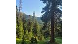 Sunlit dense spruce and fir forest on a mountain slope with grassy ground and a clear blue sky
