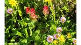 Cluster of wildflowers including yellow, red, and light purple blossoms surrounded by green leafy foliage