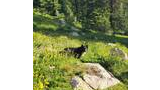 black and white dog standing in a sunlit meadow filled with yellow and purple wildflowers, surrounded by green trees and rocks