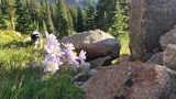 Delicate light purple wildflowers growing near a rocky mountain trail with evergreen trees and distant mountain slopes in the background, and a black and white dog sniffing grass nearby