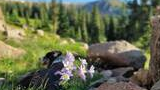 Purple and white wildflowers in focus with a blurred black and white dog lying on grass, surrounded by rocks and evergreen trees in a mountainous landscape under a clear blue sky