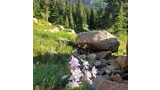 delicate purple and white wildflowers blooming near large rocks with a backdrop of green pine trees and distant sunlit mountains