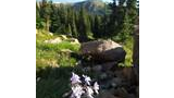 Delicate purple wildflowers growing among rocks with a background of green trees and a mountain under a clear blue sky