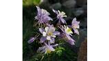 Cluster of light purple and white wildflowers with yellow centers growing among green foliage near rocks