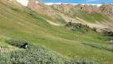 Two border collies resting among green alpine shrubs with a mountain slope and patches of snow in the background, a small pond is visible at the base of the slope under a clear blue sky