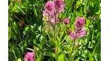 Cluster of bright pink wildflowers surrounded by green foliage in a sunlit meadow